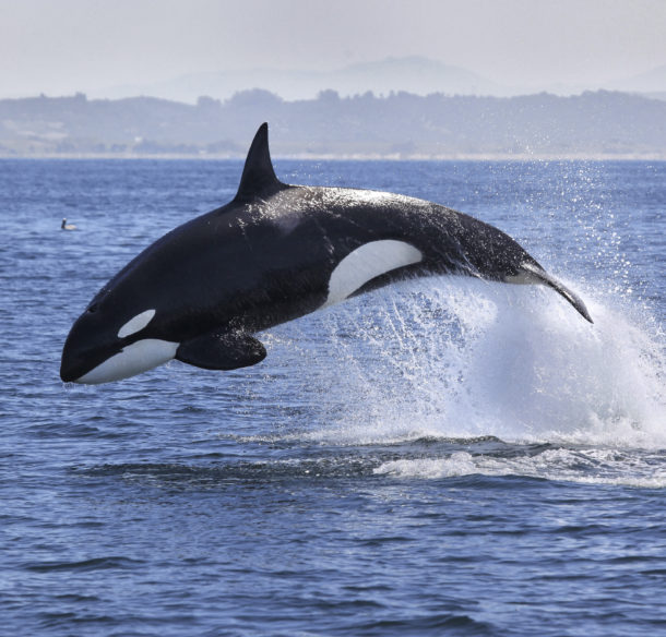 Southern Resident killer whale jumping out of water