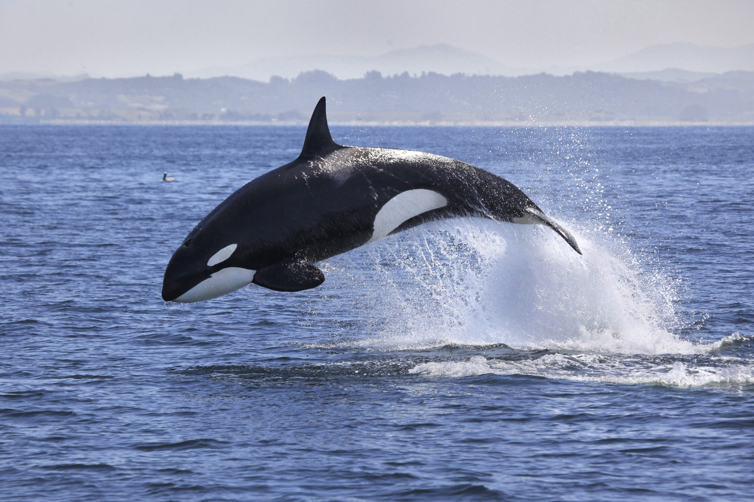 Southern Resident killer whale jumping out of water