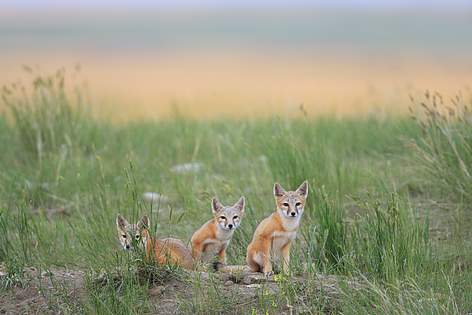 Swift Foxes on the wild grasslands southern Saskatchewan