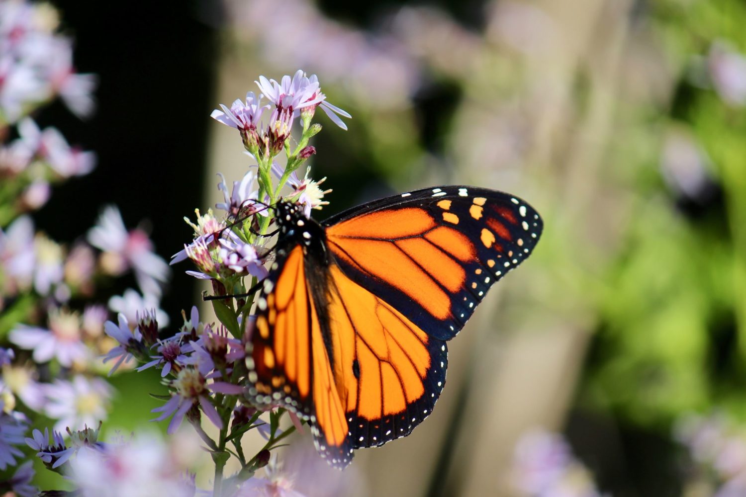 Canada’s 10 Most Iconic Animals - Wwf.ca