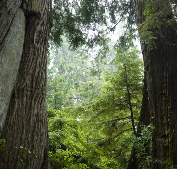 Trees in the Great Bear Rain forest, Haida Gwaii, British Columbia, Canada.