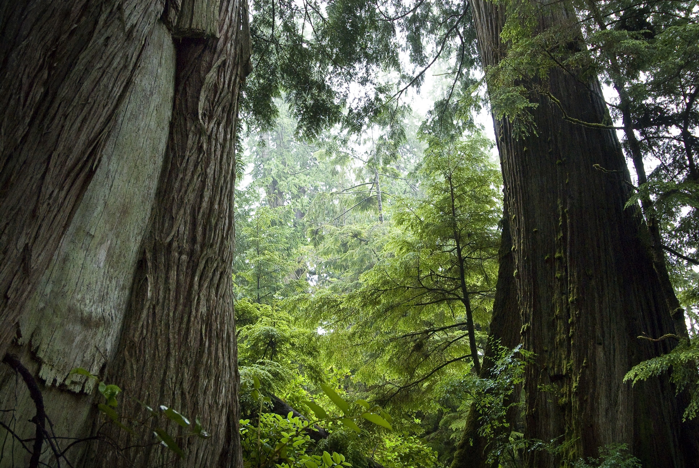 Trees in the Great Bear Rain forest, Haida Gwaii, British Columbia, Canada.