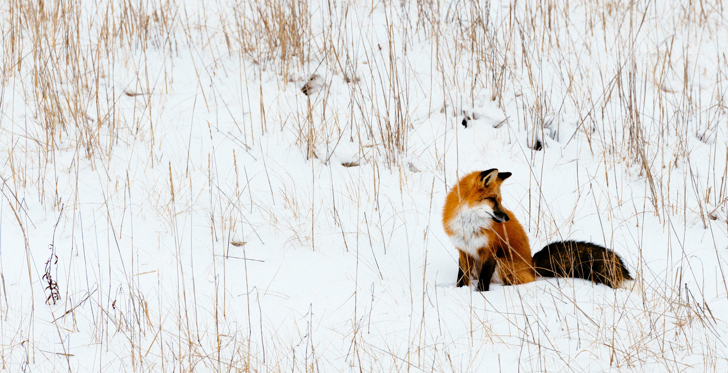 Red fox (Vulpes vulpes) near Churchill, Alaska.