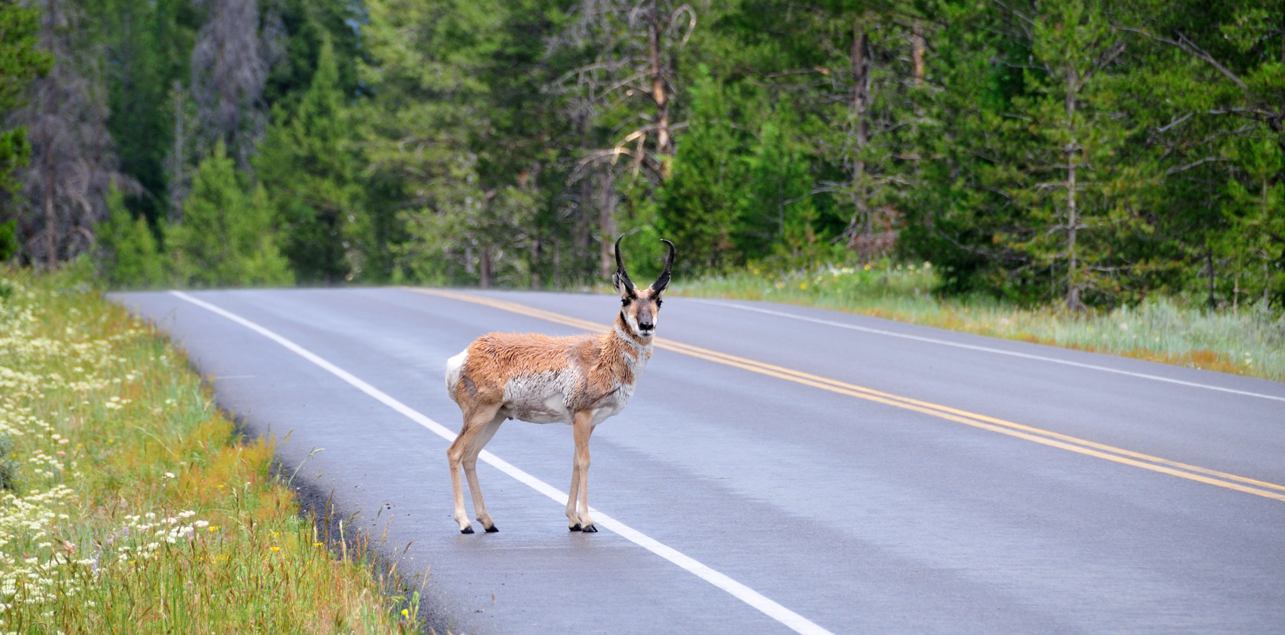 Pronghorn crossing a road in Grand Tetons National Park.