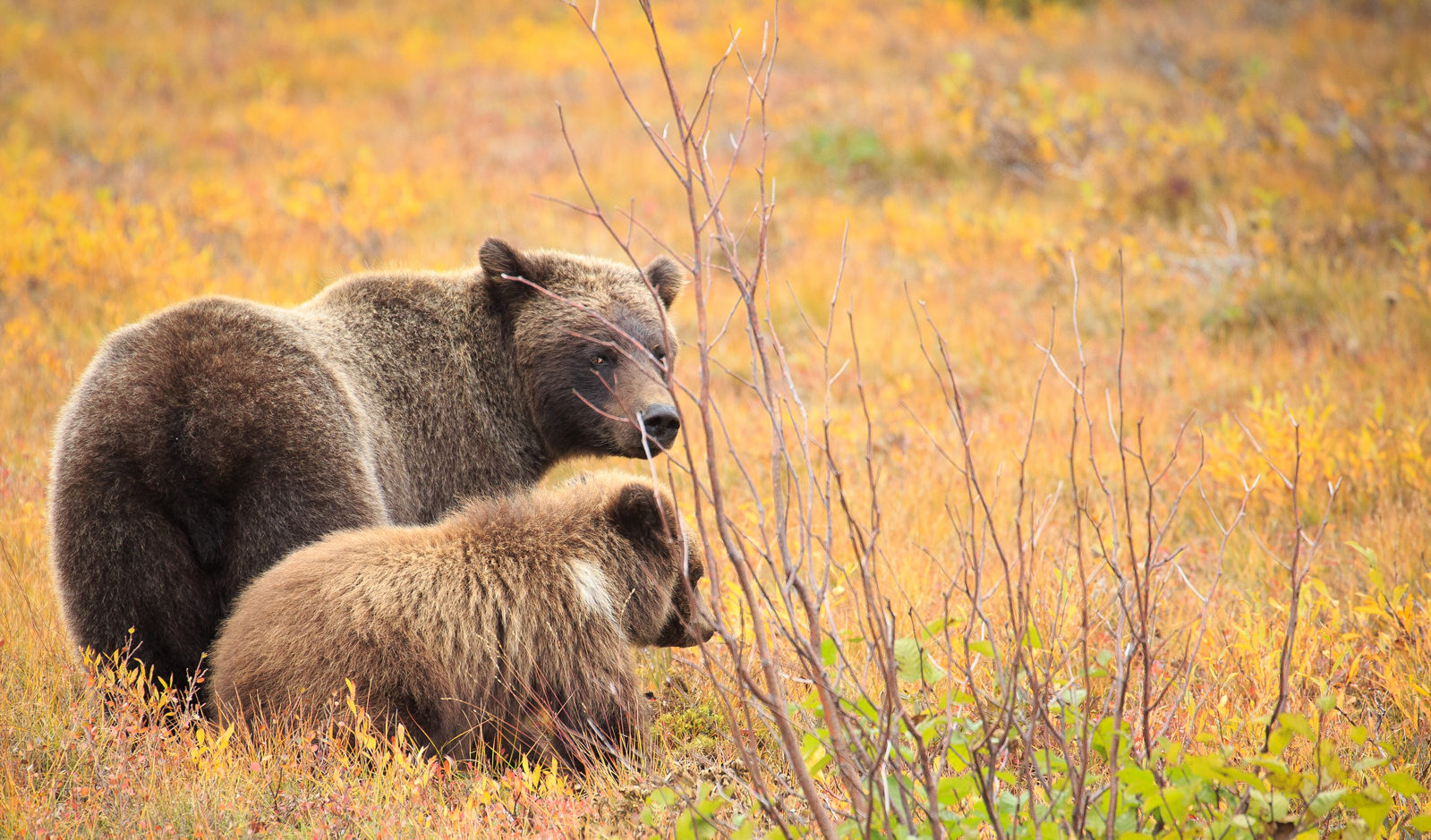Grizzly bear in Horton River