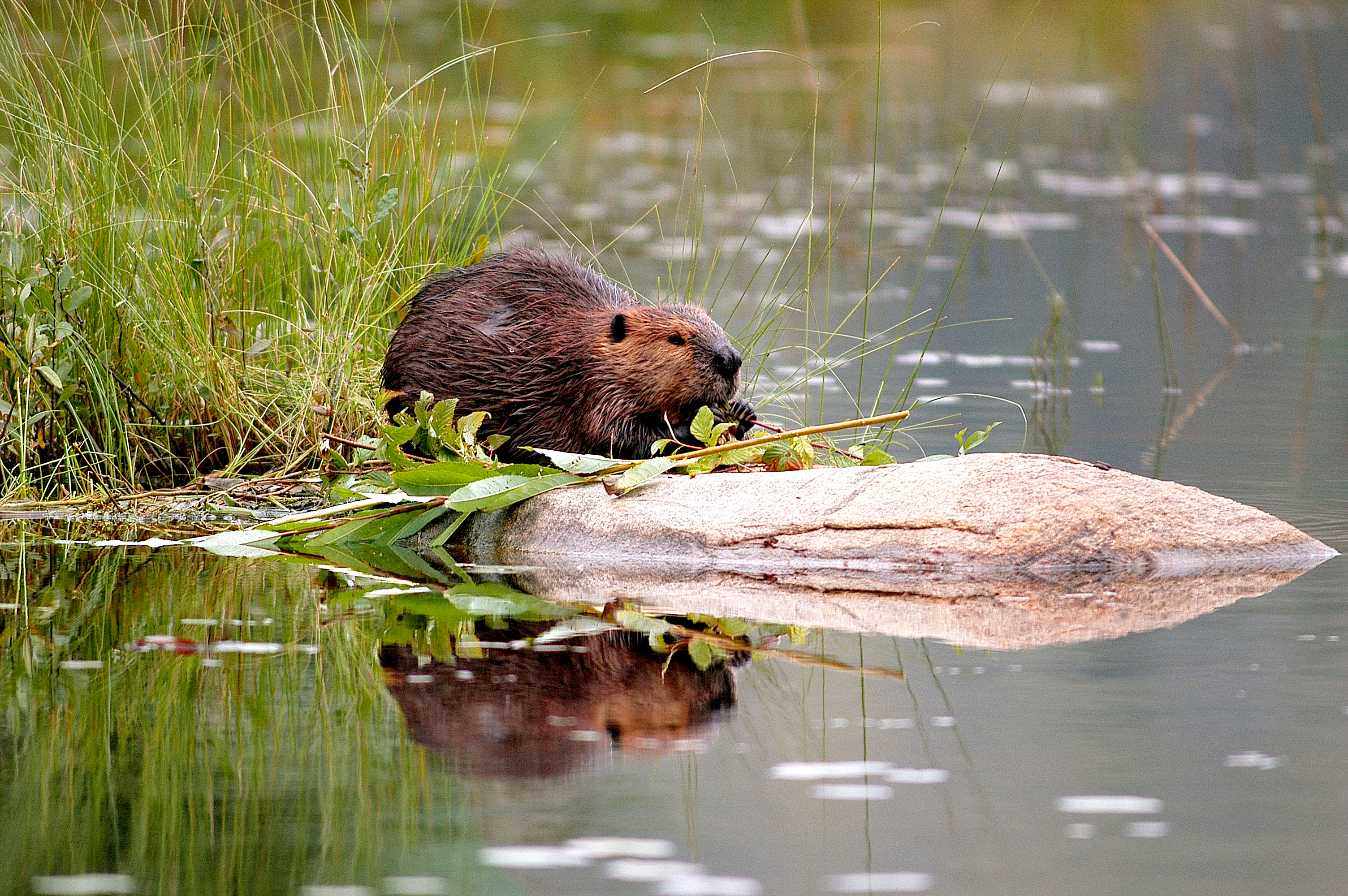Beaver at water's edge in Algonquin Provincial Park, Ontario,