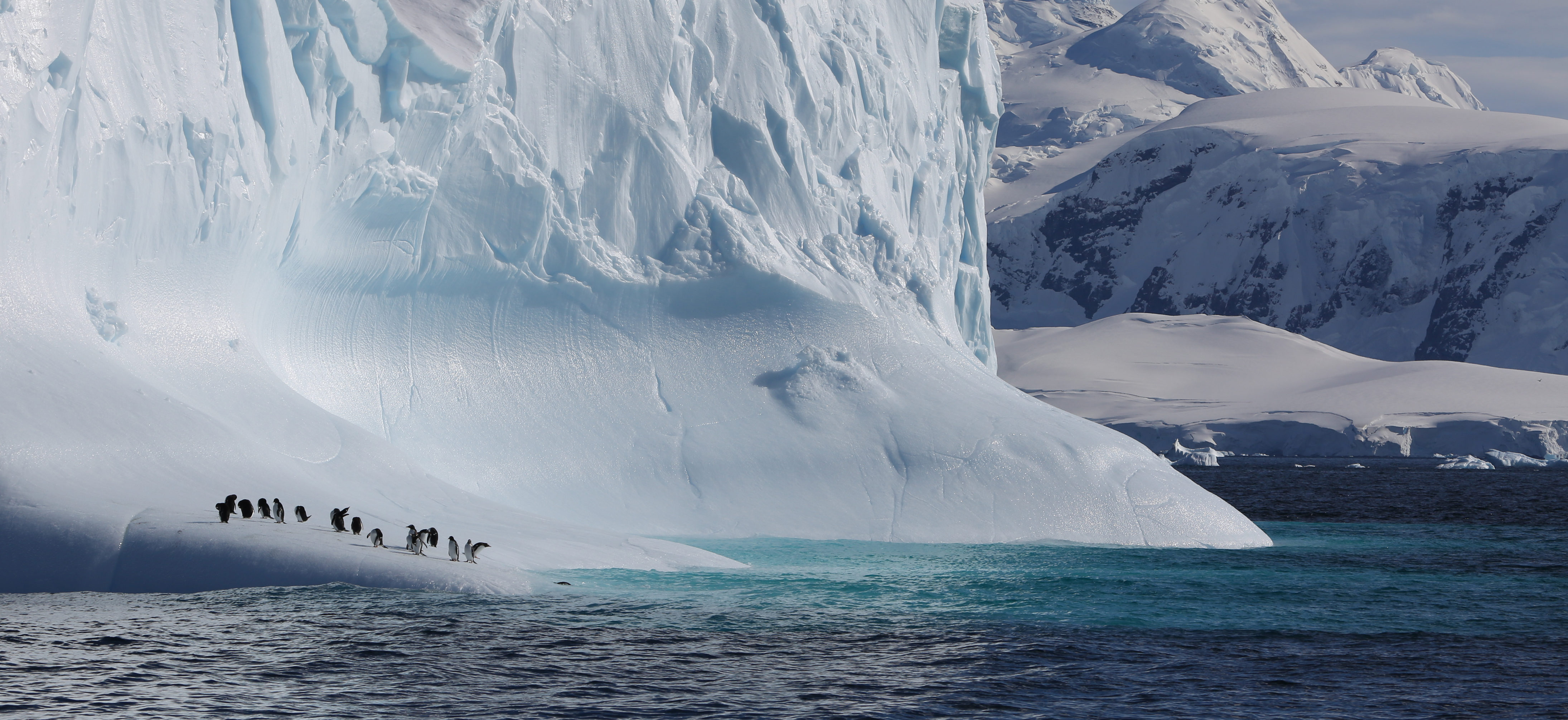 Gentoo penguins taking a rest from fishing on an iceberg in Antarctic Peninsula.