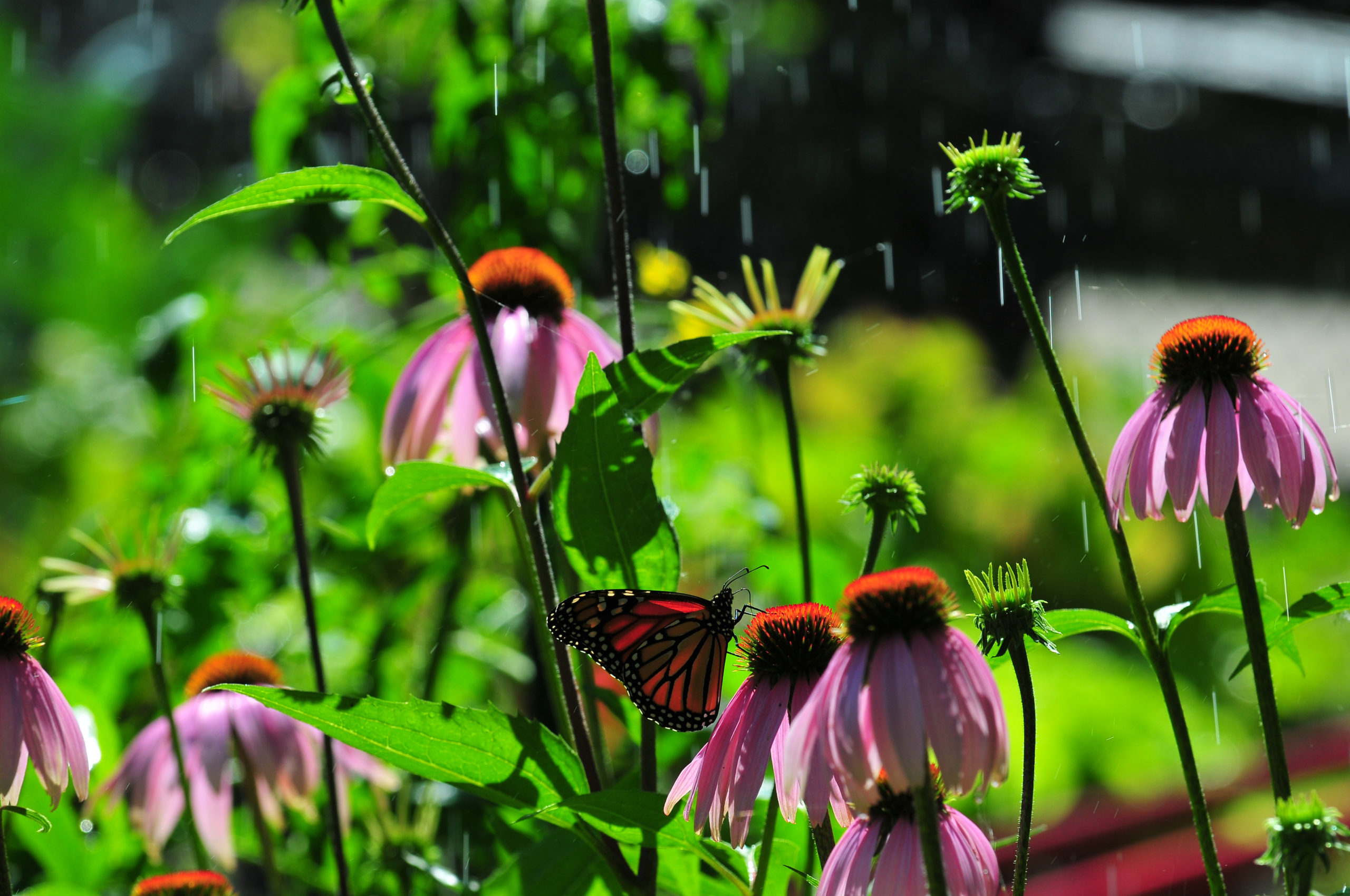 Monarch butterfly on Echinacea flowers, Ontario, Canada