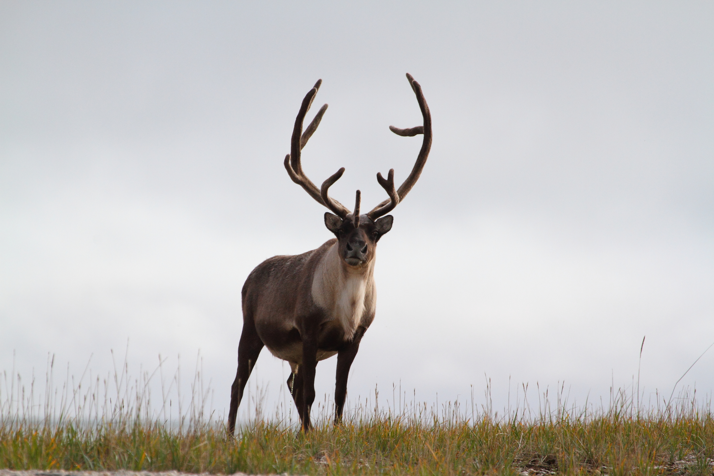 Brown barren-ground caribou looking at camera
