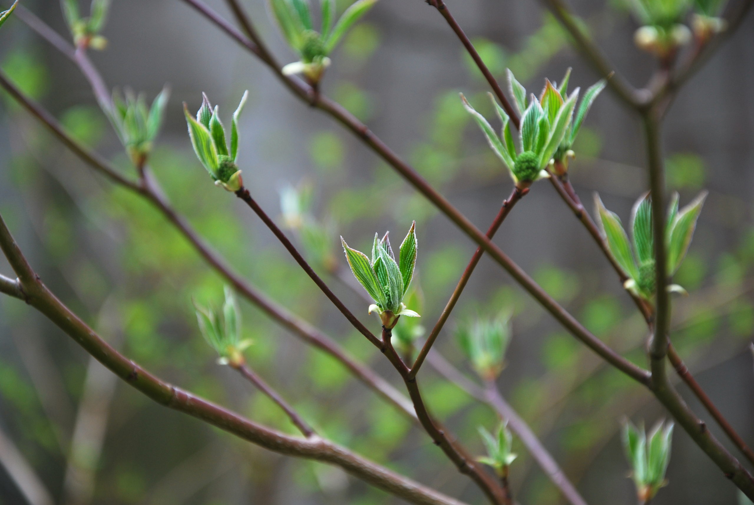 Budding leaves on branch
