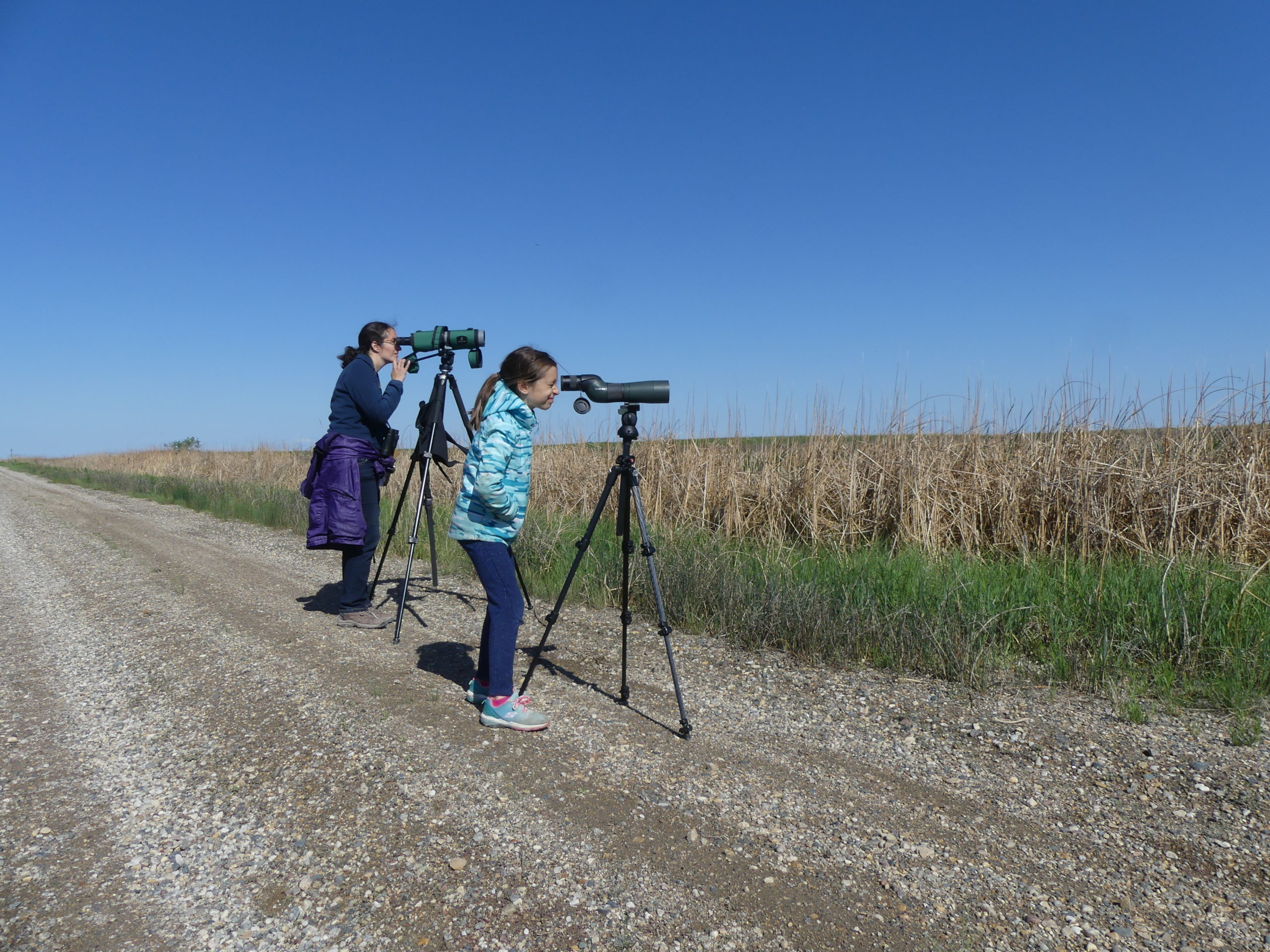 women observing a franklins gull colony