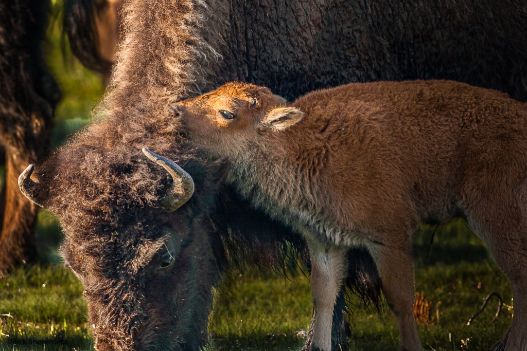 American bison and calf in Yellowstone National Park, United States