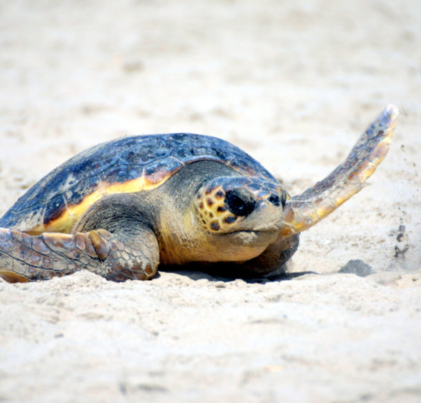 Released Loggerhead turtle crossing beach to the Mediterranean Sea.