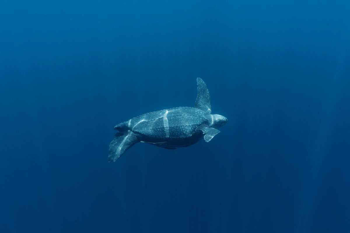 Leatherback turtle swimming underwater