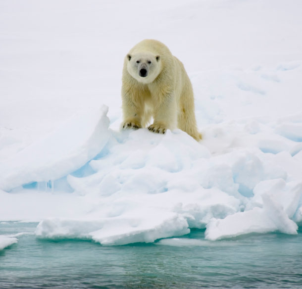 Polar bear standing on top of an iceberg