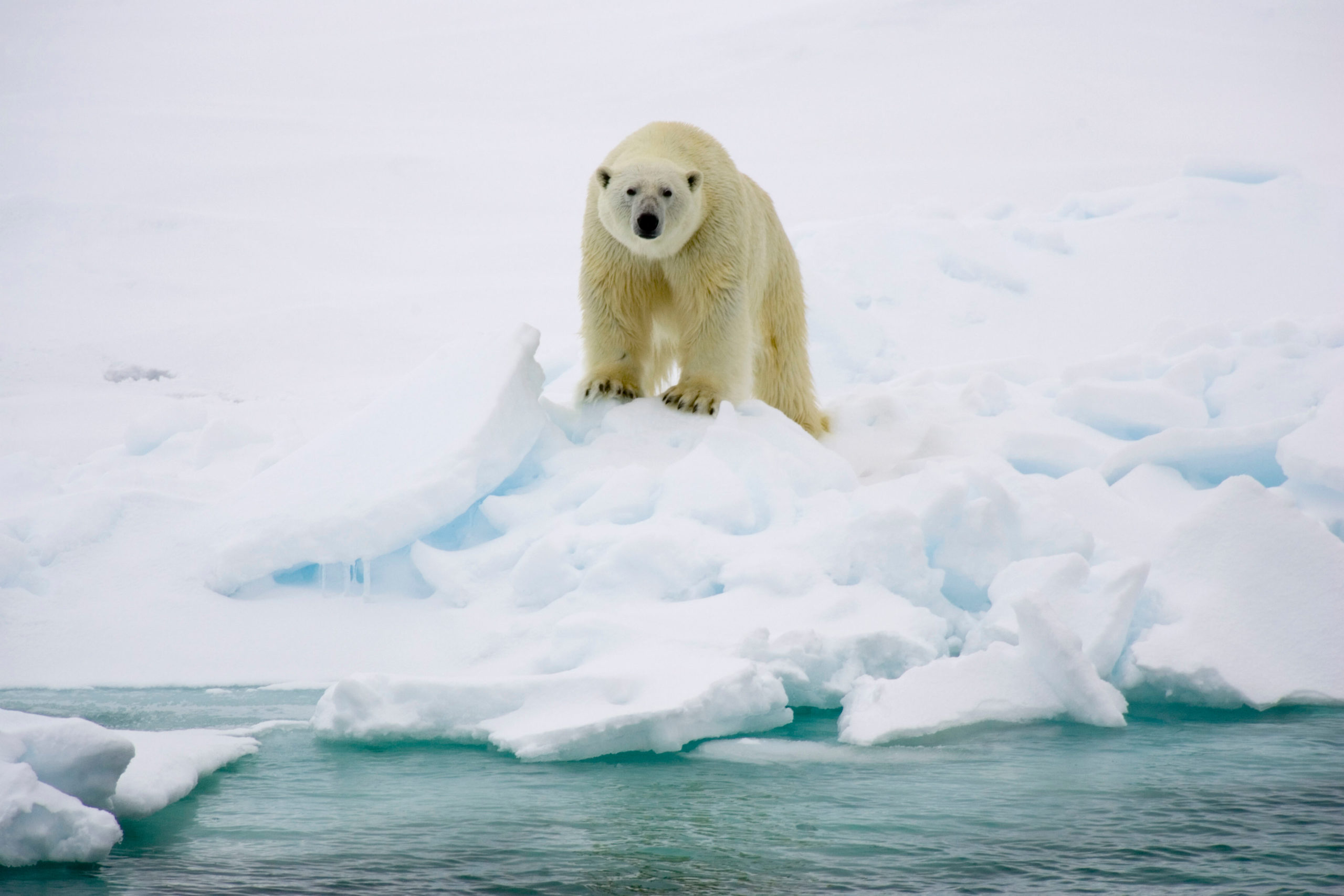Polar bear standing on top of an iceberg