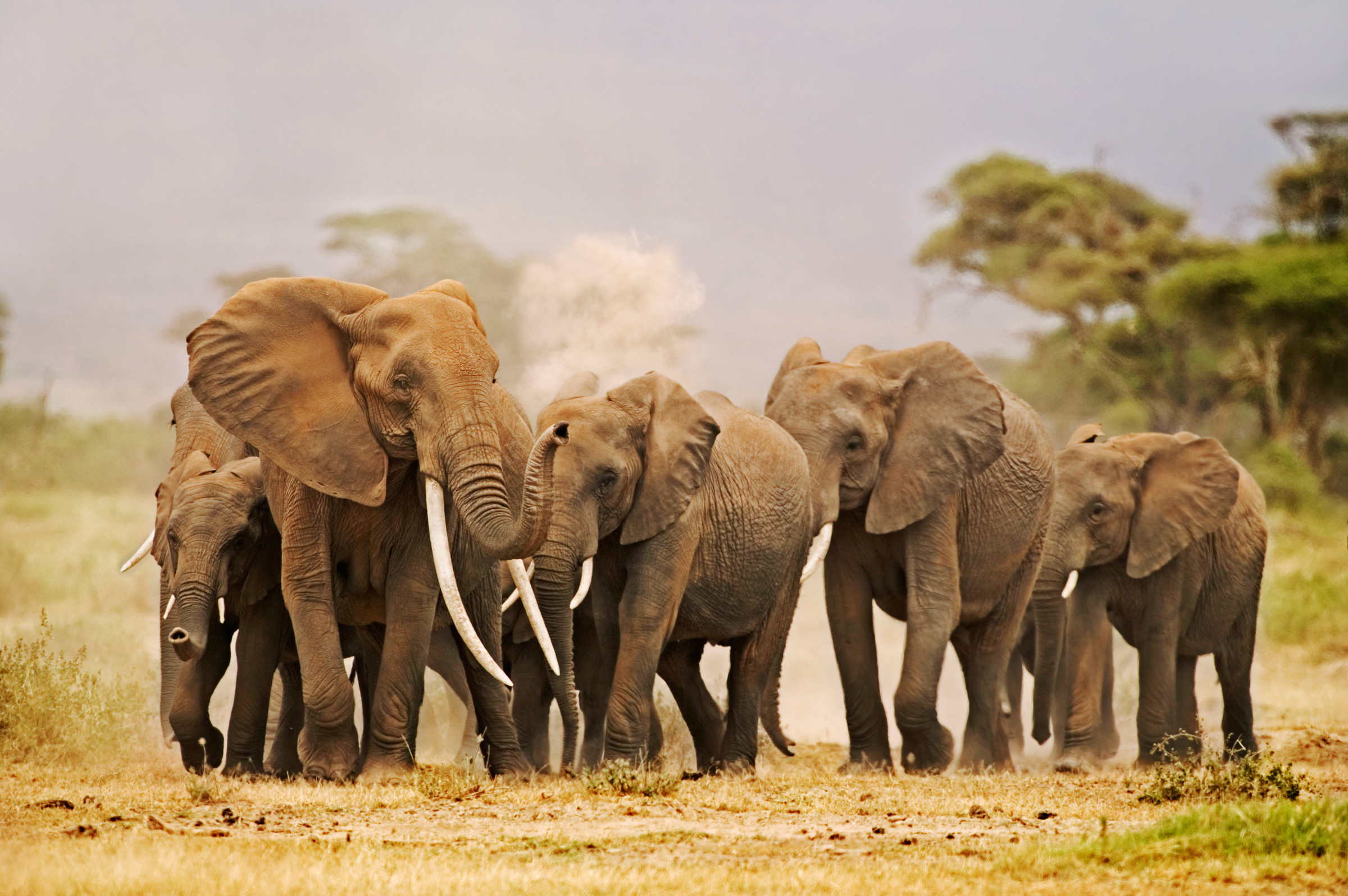 African elephant (Loxodonta africana), herd on the move. Amboseli National Park, Kenya. Distribution Sub-Saharan Africa