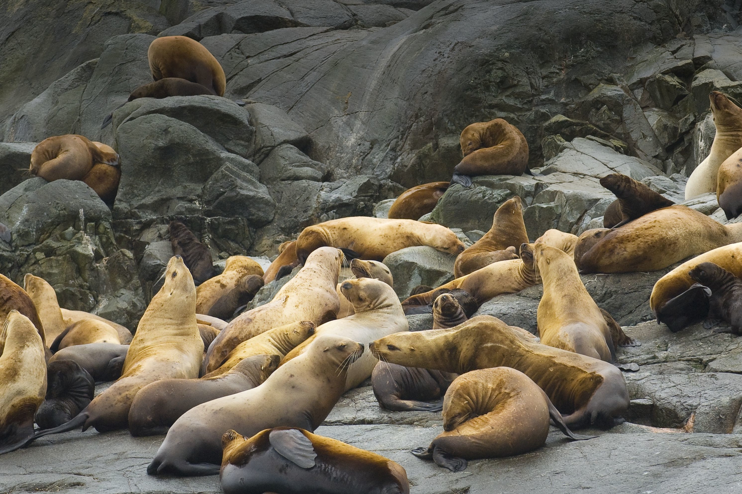Sea lions (Otariidae sp), relaxing on the rocks at Garcin Rocks, in Gwaii Haanas, Great Bear Rainforest, British Columbia, Canada