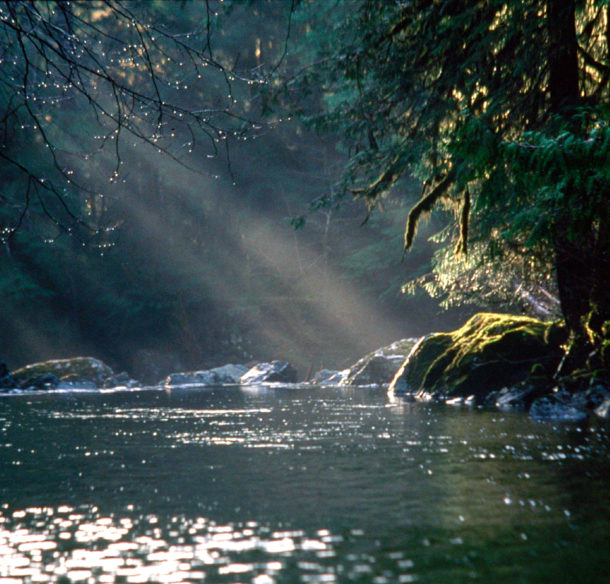 Sunlight over the stream and forest at Tofino Creek, British Columbia, Canada.