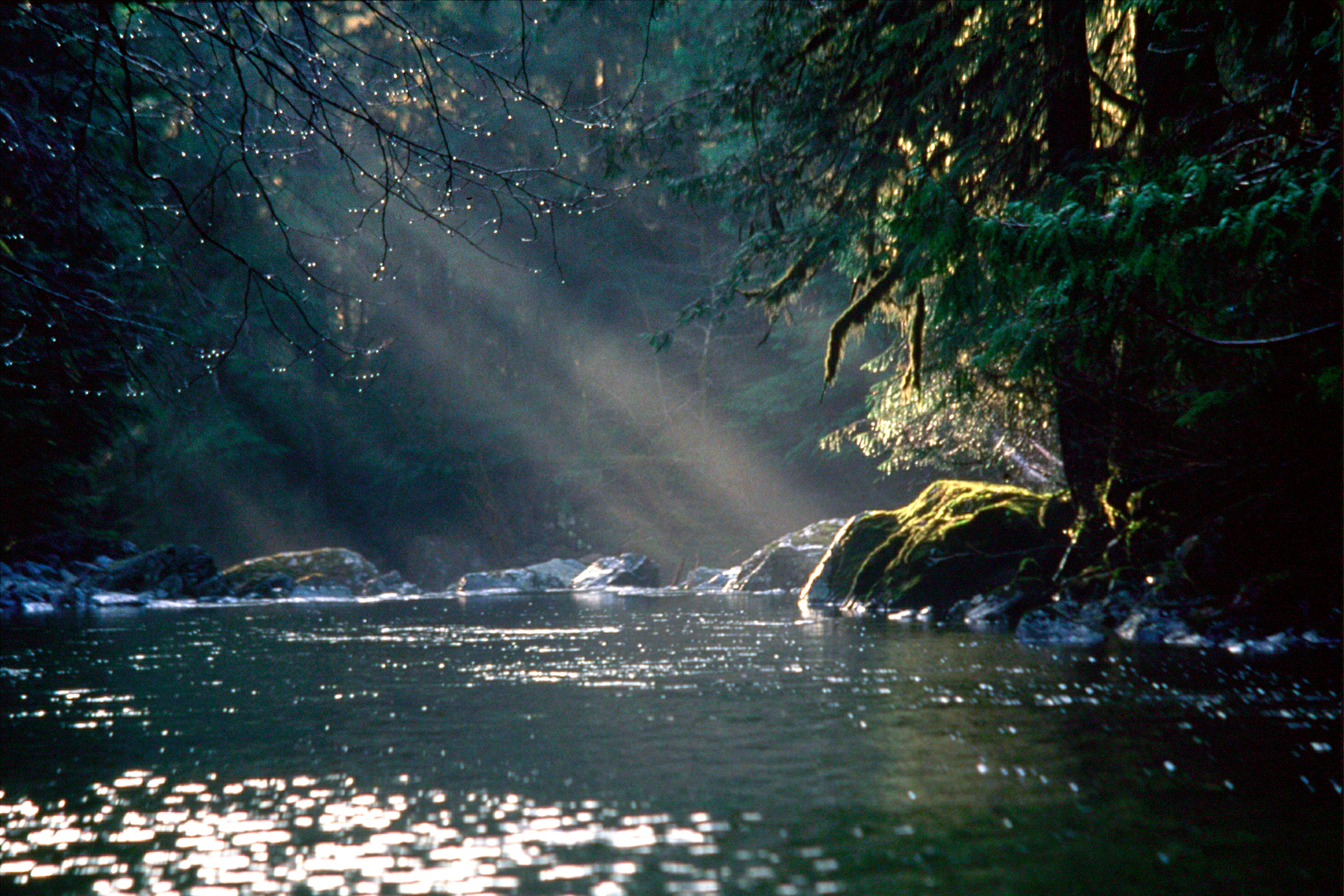 Sunlight over the stream and forest at Tofino Creek, British Columbia, Canada.