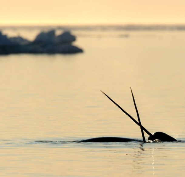 Two narwhal crossing tusks at sunset near Baffin Island, Nunavut