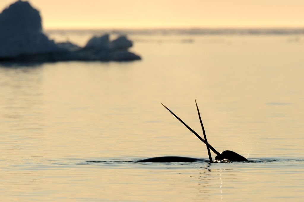 Two narwhal crossing tusks at sunset near Baffin Island, Nunavut