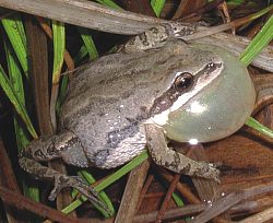 A western chorus frog with expanded vocal sac under its chin.