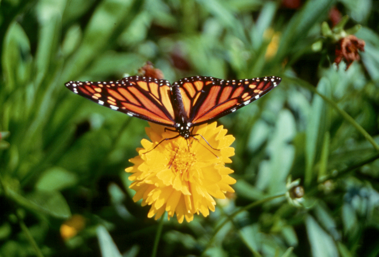 Monarch butterfly (Danaus plexippus) on a yellow flower, Canada