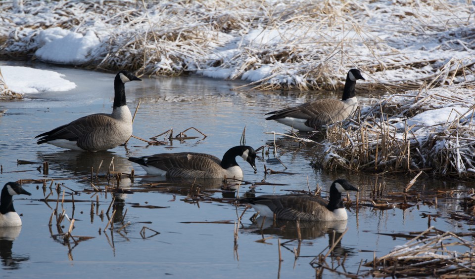 Five Canada geese wade in meltwater in a snowy field.