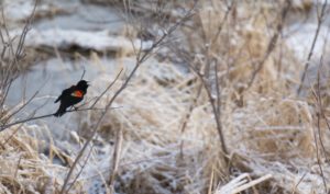 A male red-winged blackbird sings while perched on a branch.