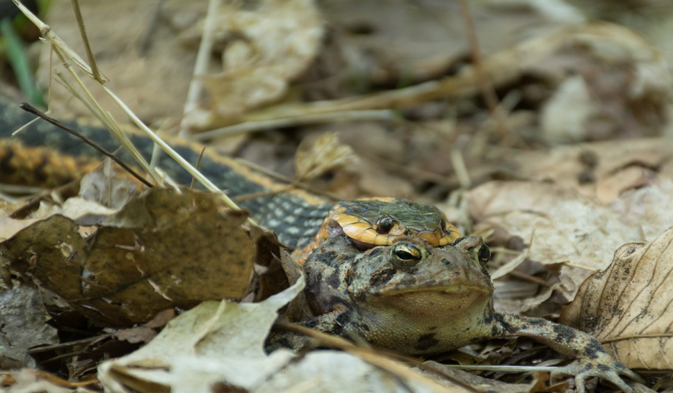 Common garter snake catches American toad 