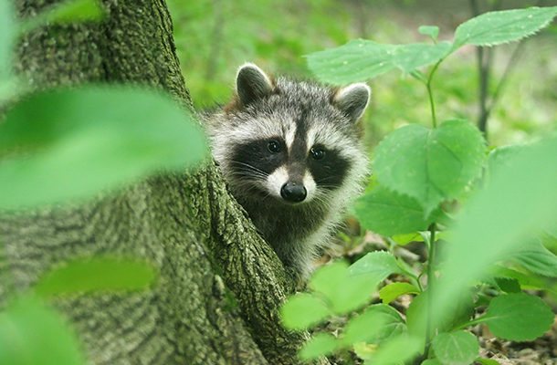 Curious young raccoon, Toronto, Canada.