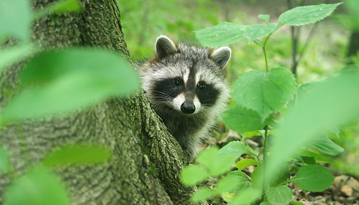 Curious young raccoon, Toronto, Canada. 
