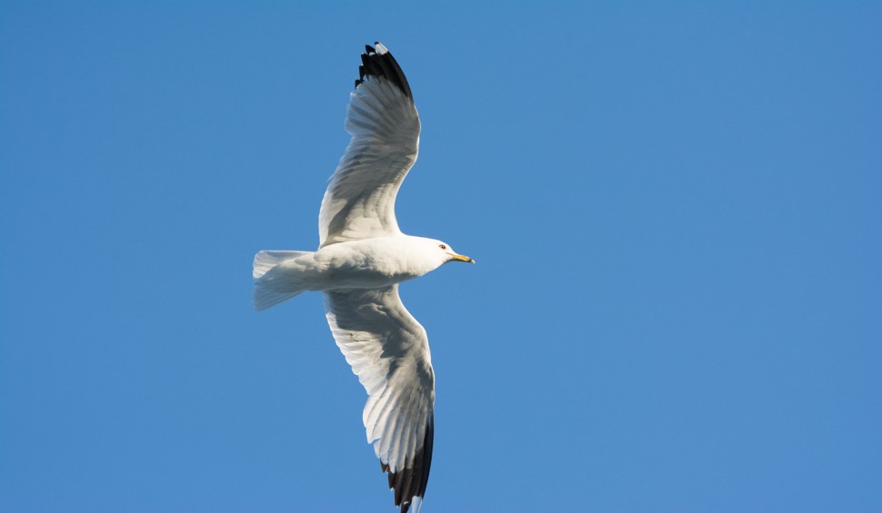 A ring-billed gull stretches it wings in flight against a clear sky.