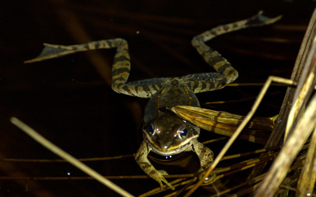 A wood frog holds onto floating vegetation at the side of a pond.
