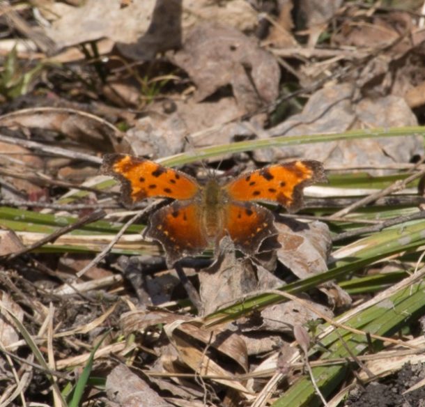 Eastern comma butterfly rests on top of leaf litter.