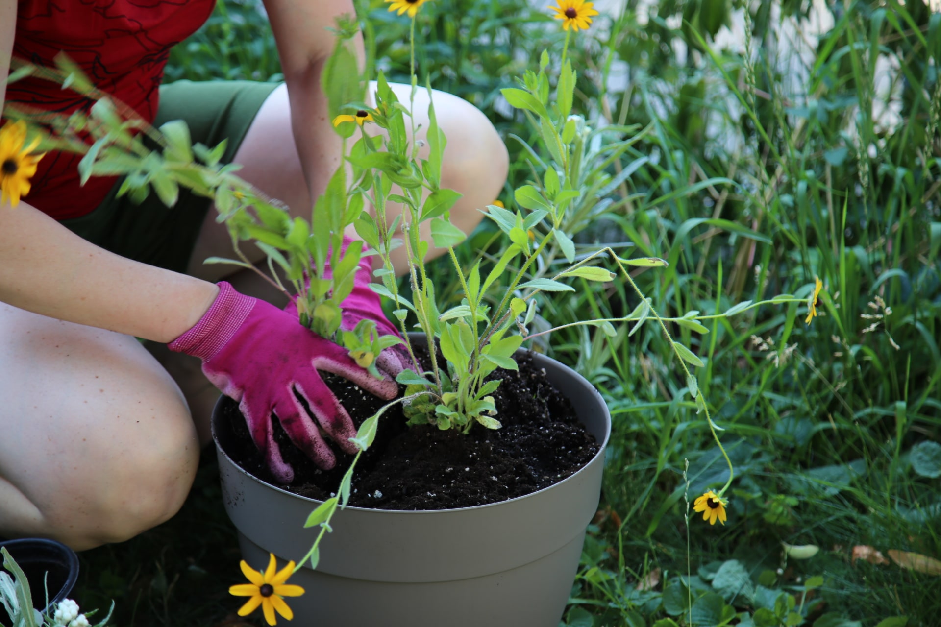 Hands planting a native flower in a pot