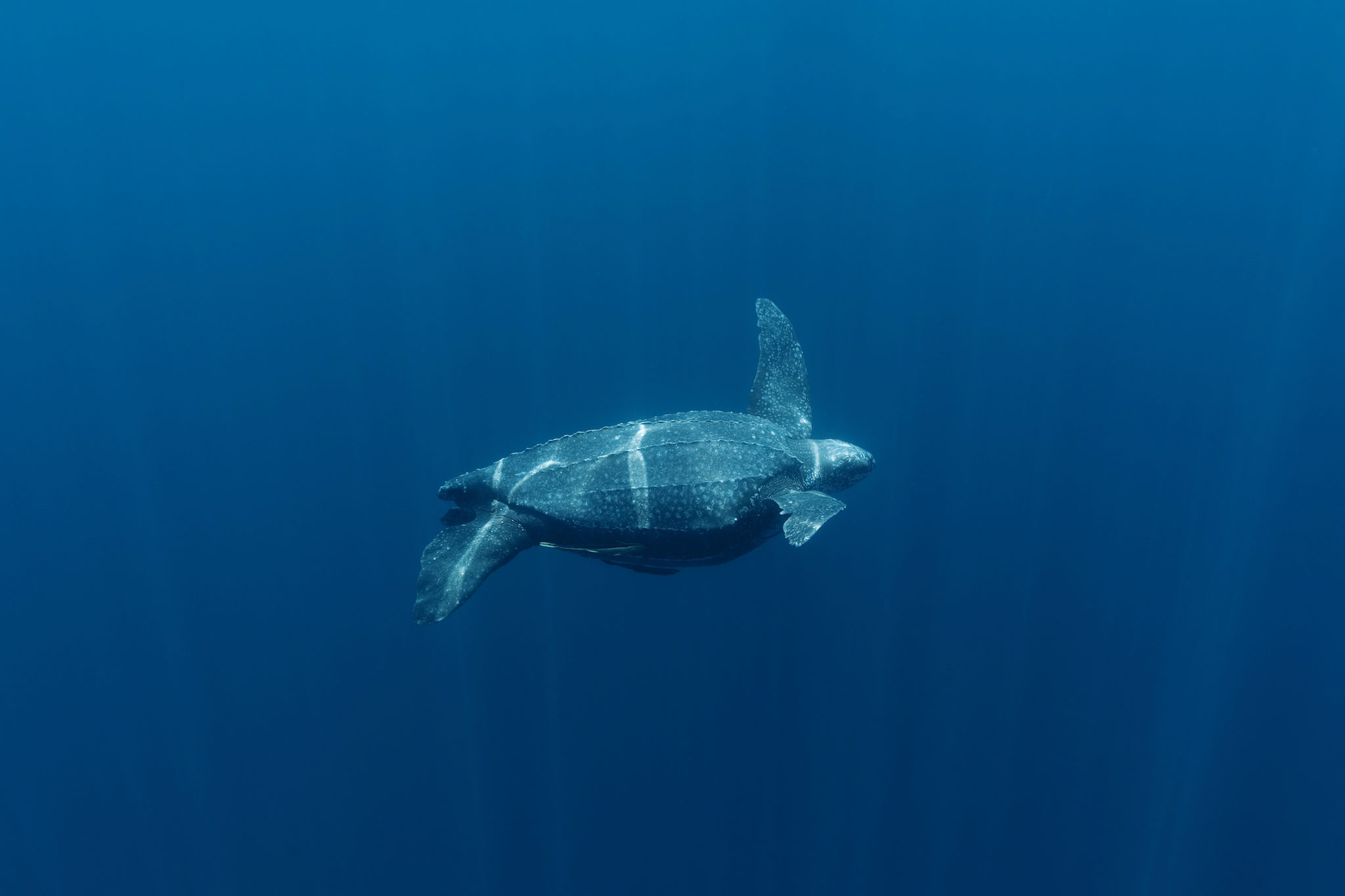 Leatherback turtle (Dermochelys coriacea) underwater, Indonesia