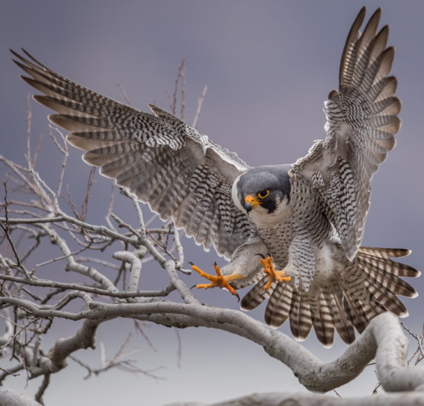 Peregrine Falcon