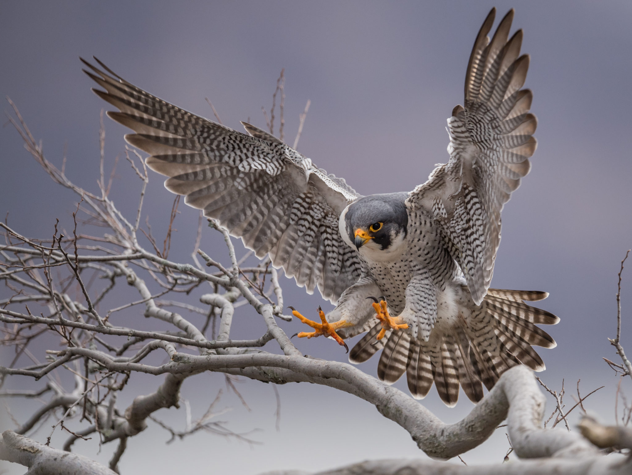 Peregrine Falcon in flight in winter