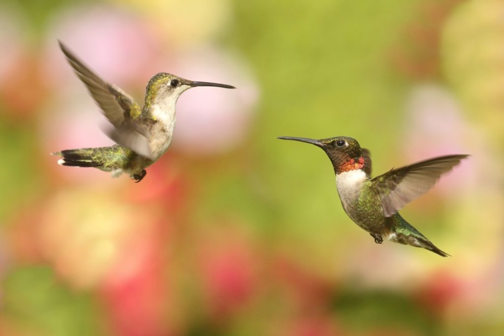 male and female rub-throated hummingbirds flying