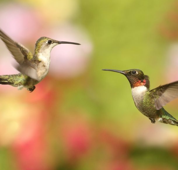 Male and female ruby-throated hummingbirds hover facing one another.