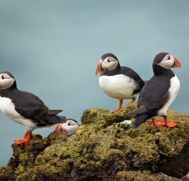 Atlantic Puffin