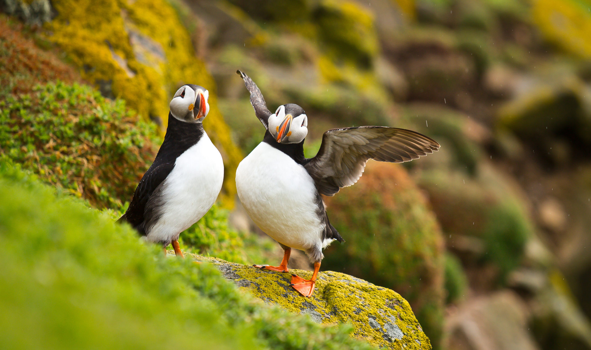 Atlantic Puffins on a rock