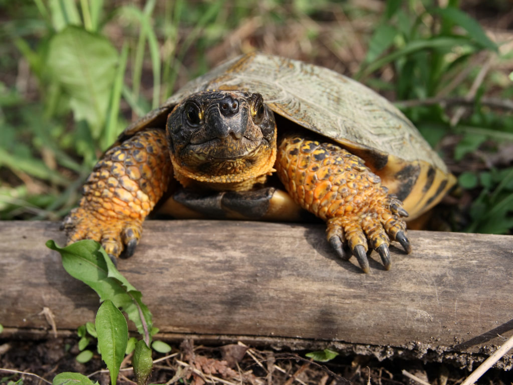 Wood turtle on a log
