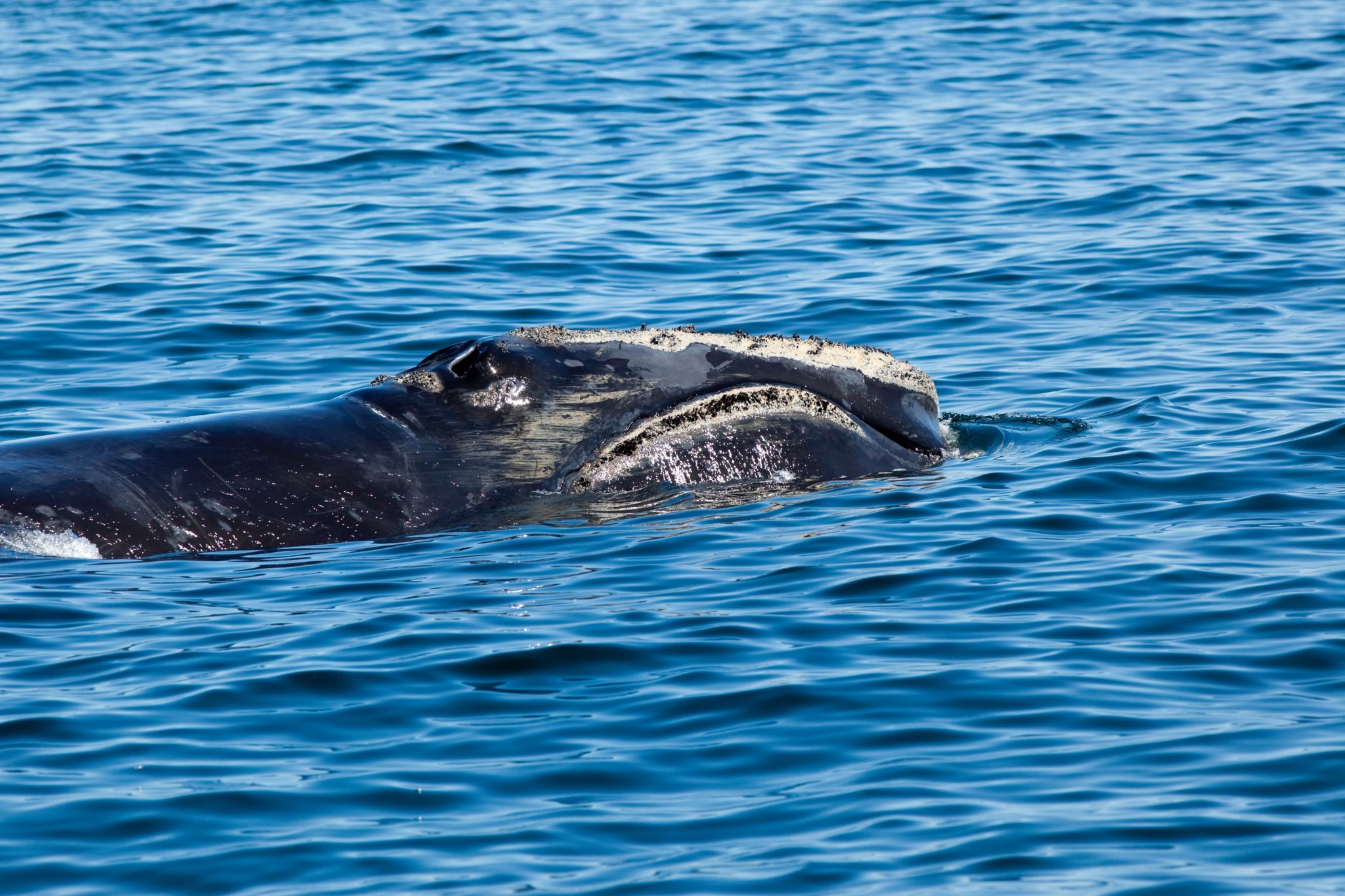 North Atlantic right whale (Eubalaena glacialis) off Grand Manan Island, Bay of Fundy, New Brunswick, Canada.