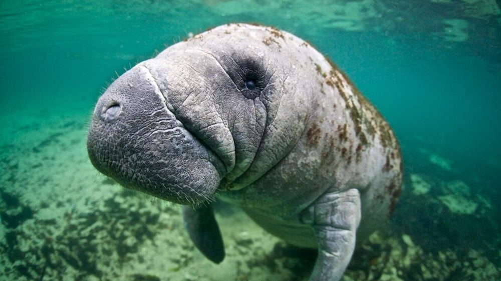 Close up of the head of a West Indian manatee under water, Florida.
