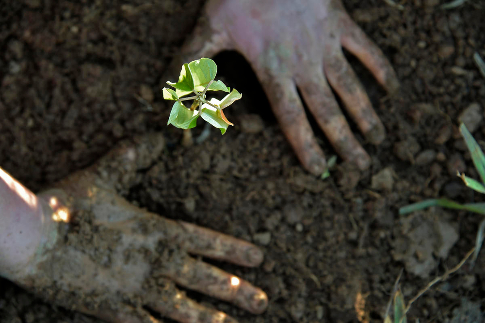 Hands plant a seedline on Bela Vista Farm, Sao Paulo, Brazil