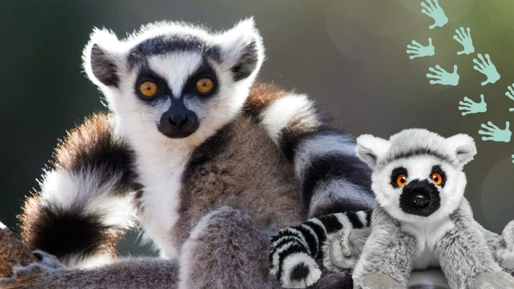 Ring-tailed lemur sitting in a tree with lemur plush