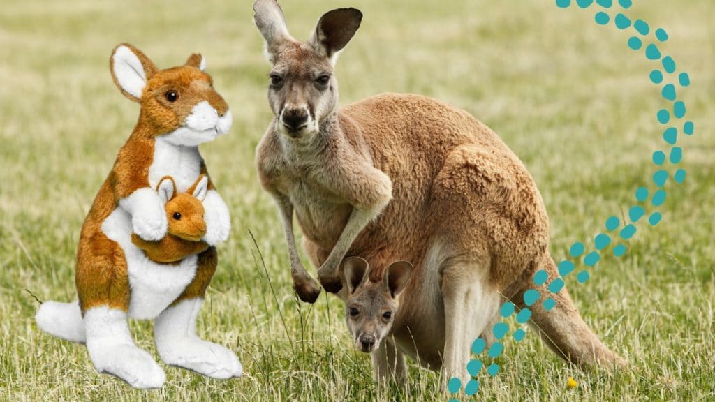 Red kangaroo and joey with kangaroo plush